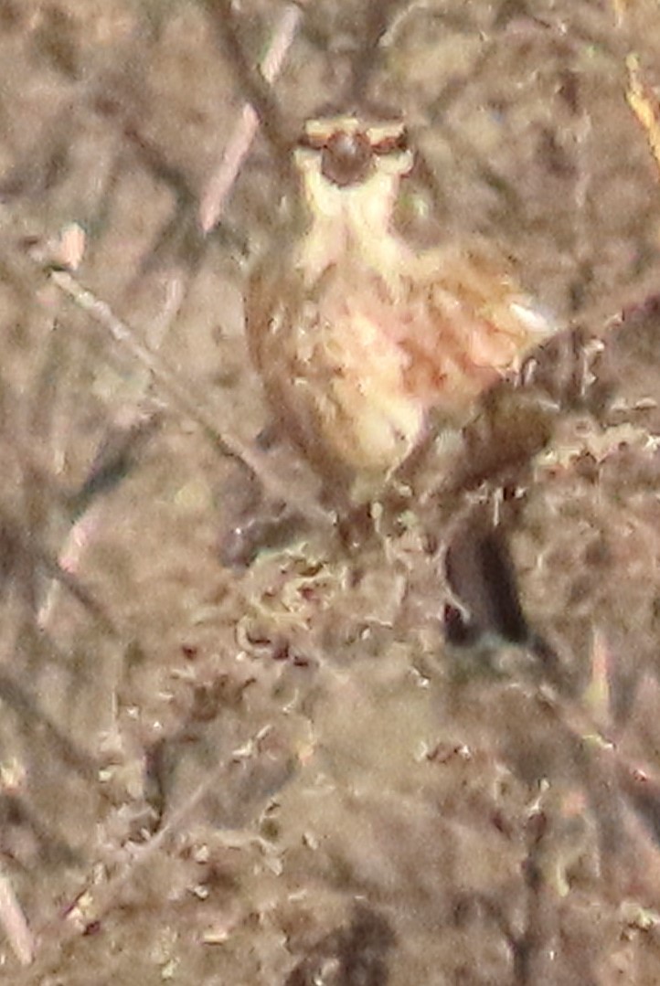 Eurasian Linnet - ML646644207