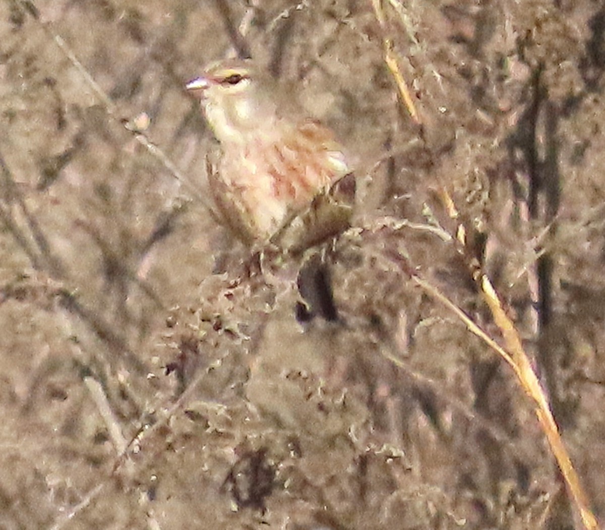 Eurasian Linnet - ML646644208
