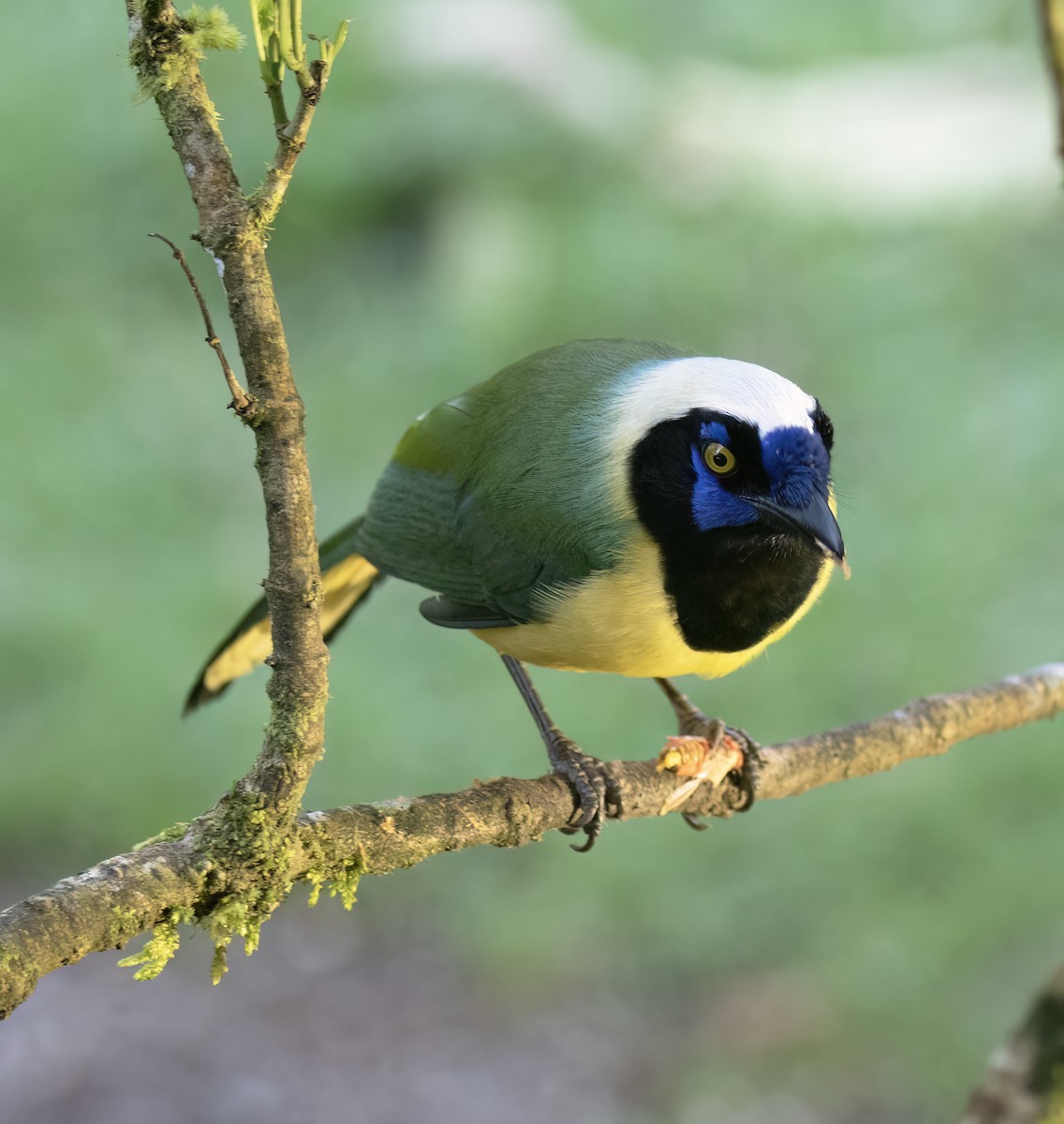 Inkablaurabe - ML646644210