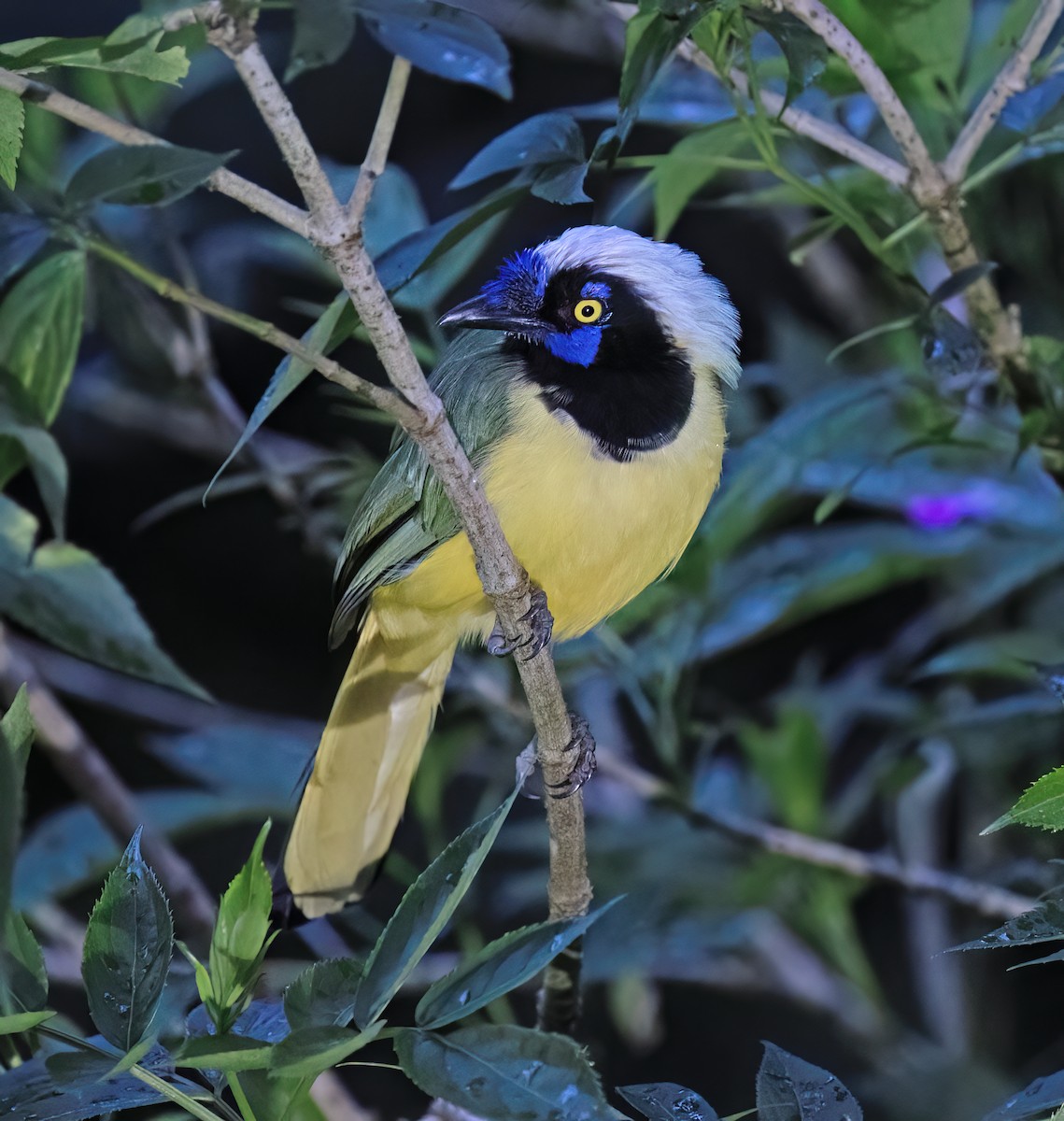 Inkablaurabe - ML646644211