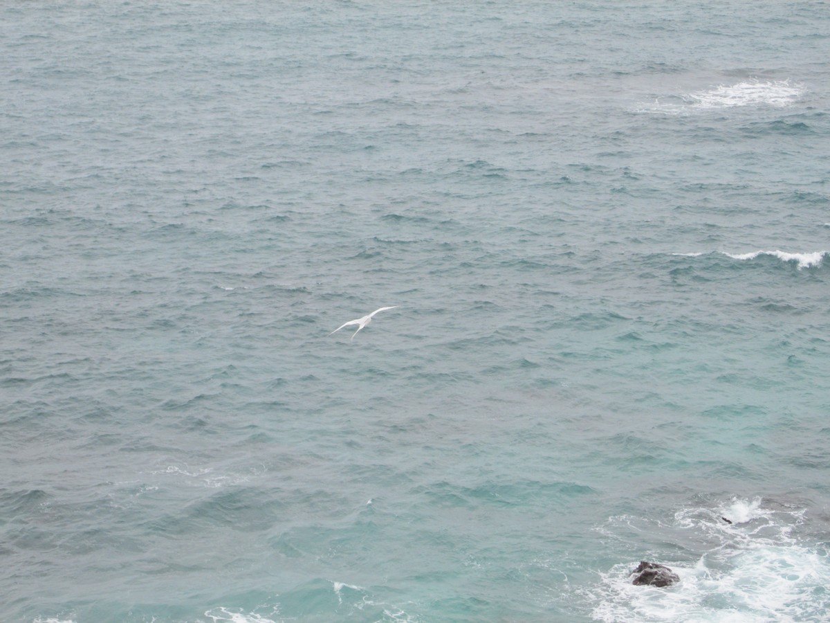Red-billed Tropicbird - ML646644213