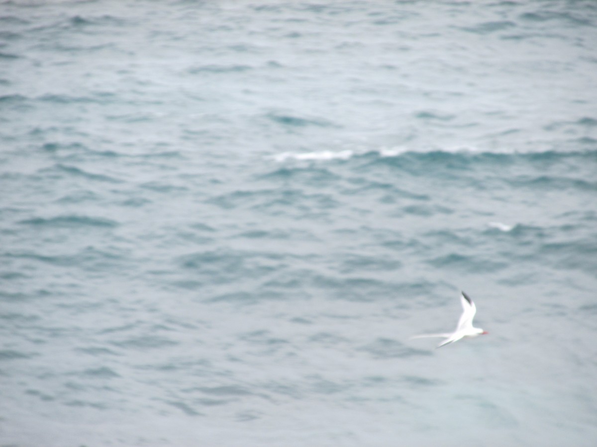 Red-billed Tropicbird - ML646644218