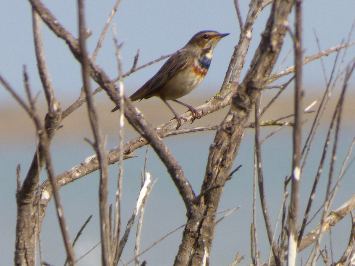 Bluethroat (White-spotted) - ML646644219