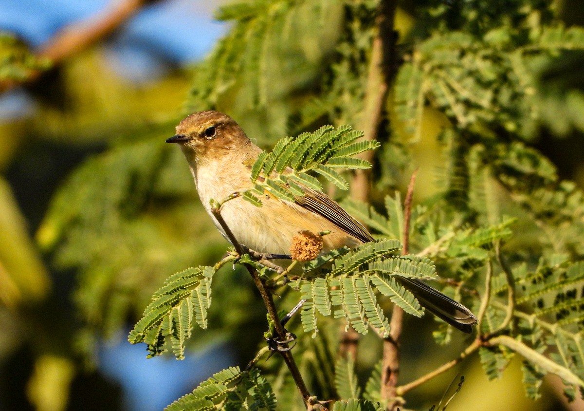 Пеночка-теньковка - ML646644222