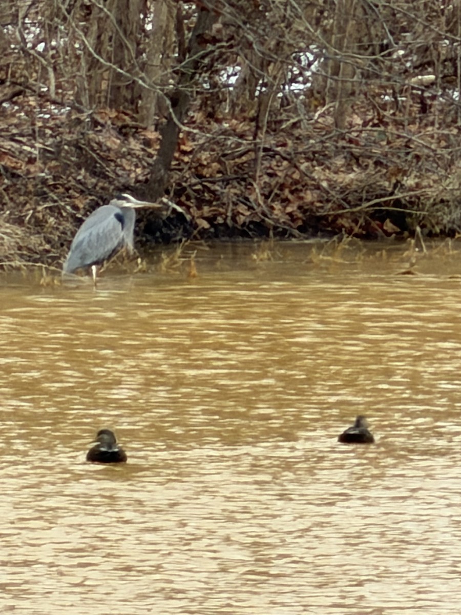 Grand Héron - ML646644224