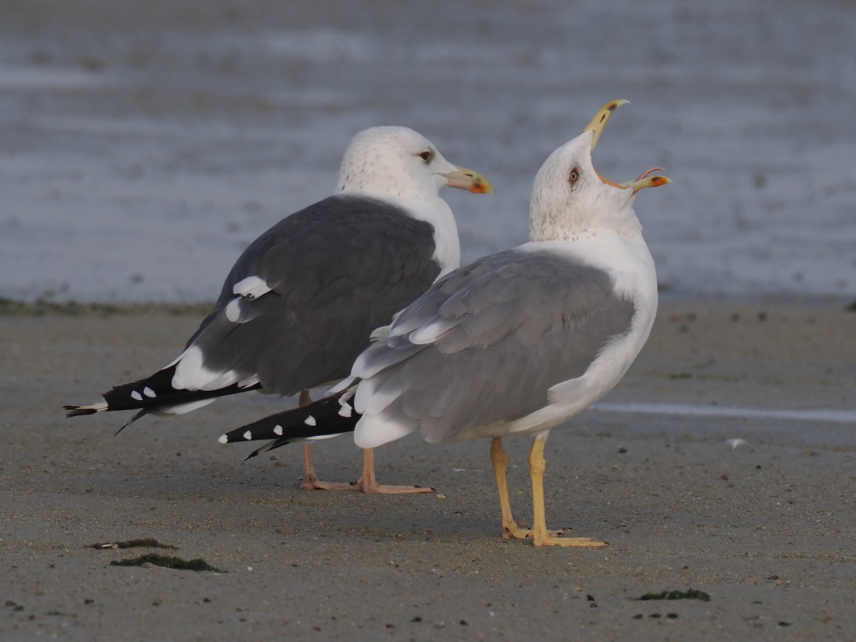 Бэсрэг цахлай - ML646644226