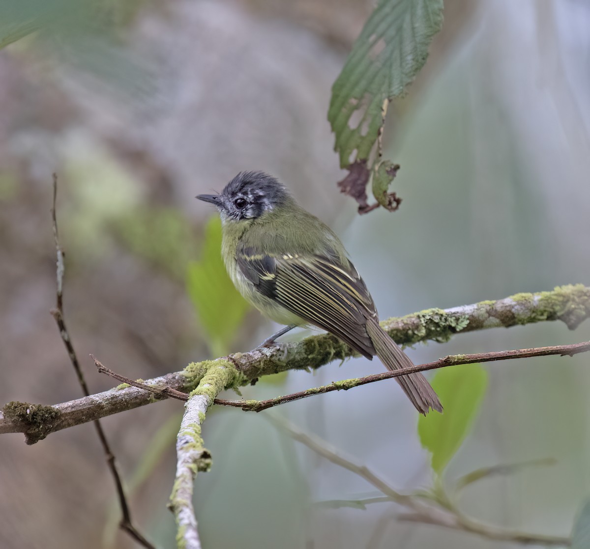 Marble-faced Bristle-Tyrant - ML646644227