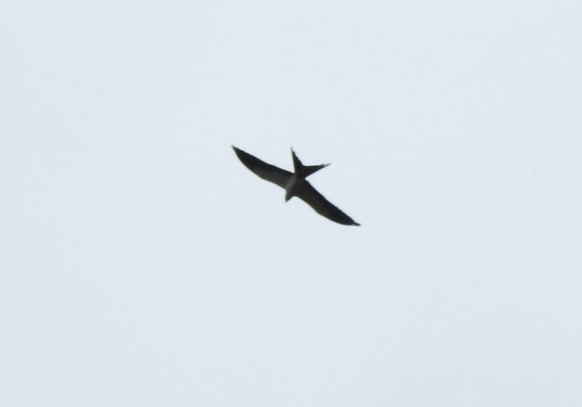 Swallow-tailed Kite - ML646644229