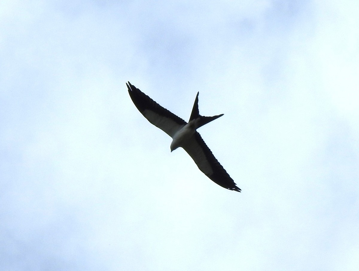 Swallow-tailed Kite - ML646644231