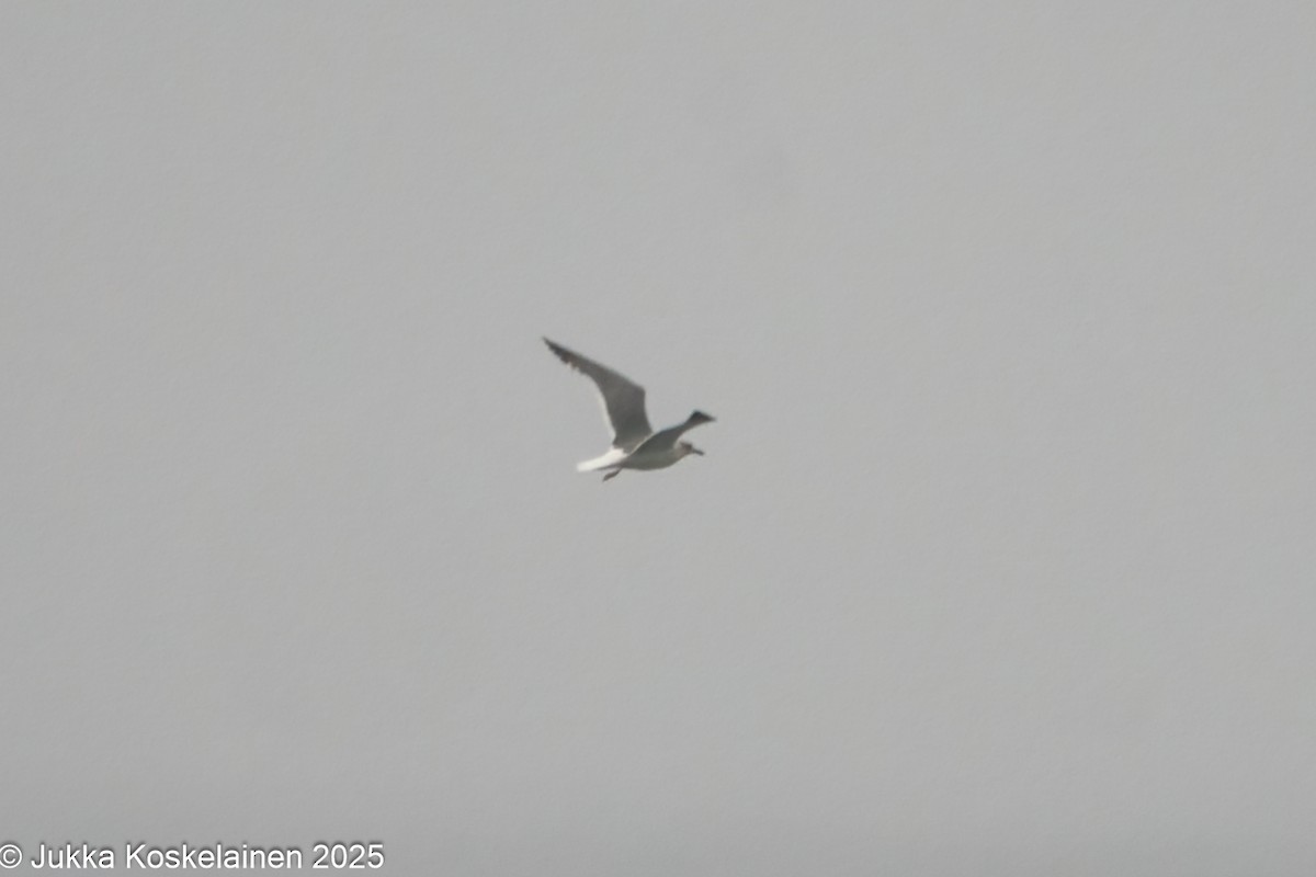 Lesser Black-backed Gull (graellsii) - ML646644232
