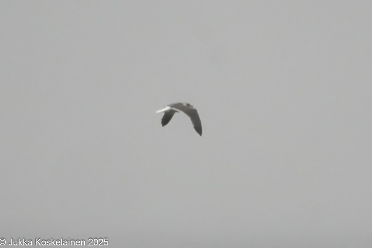 Lesser Black-backed Gull (graellsii) - ML646644233