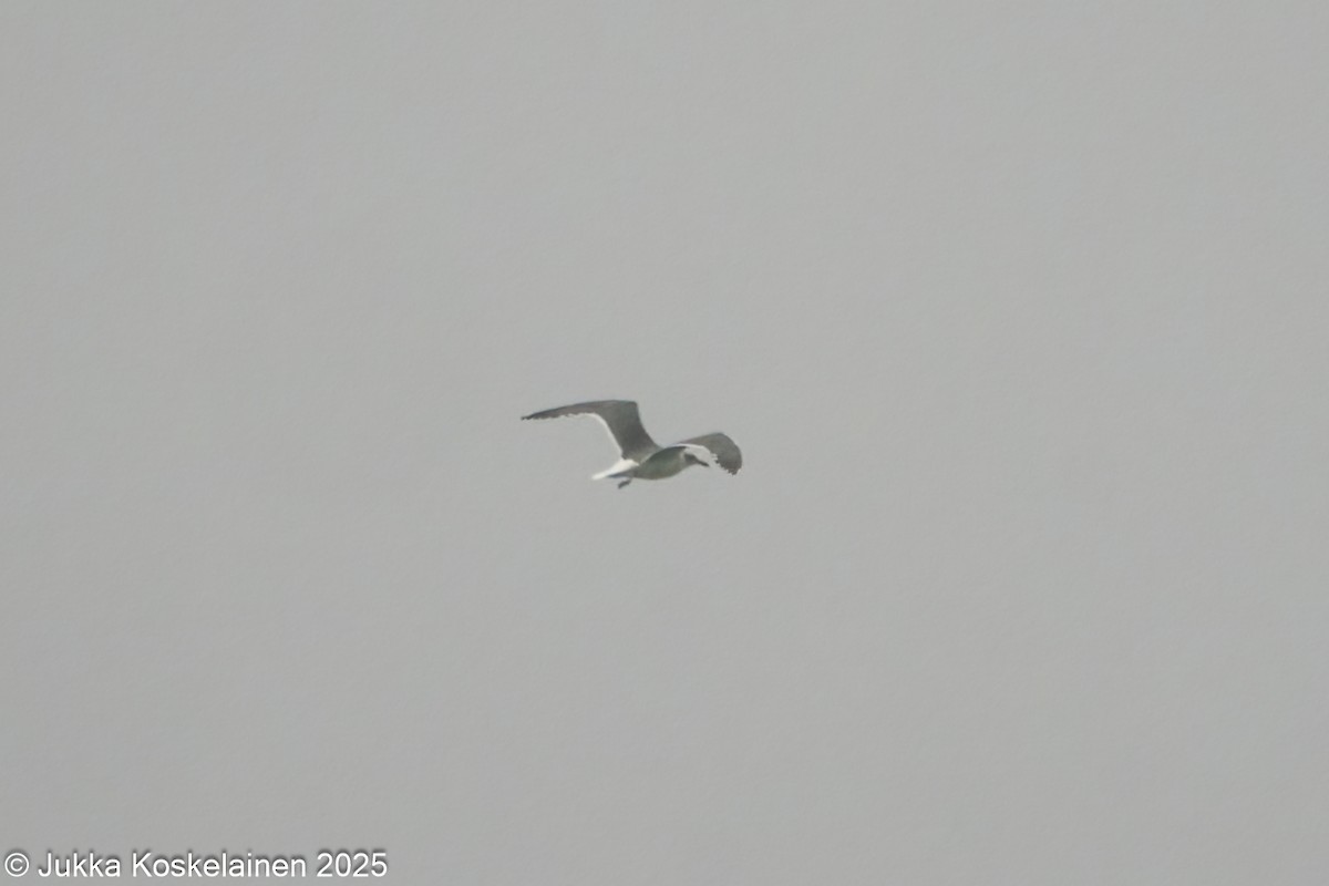 Lesser Black-backed Gull (graellsii) - ML646644234
