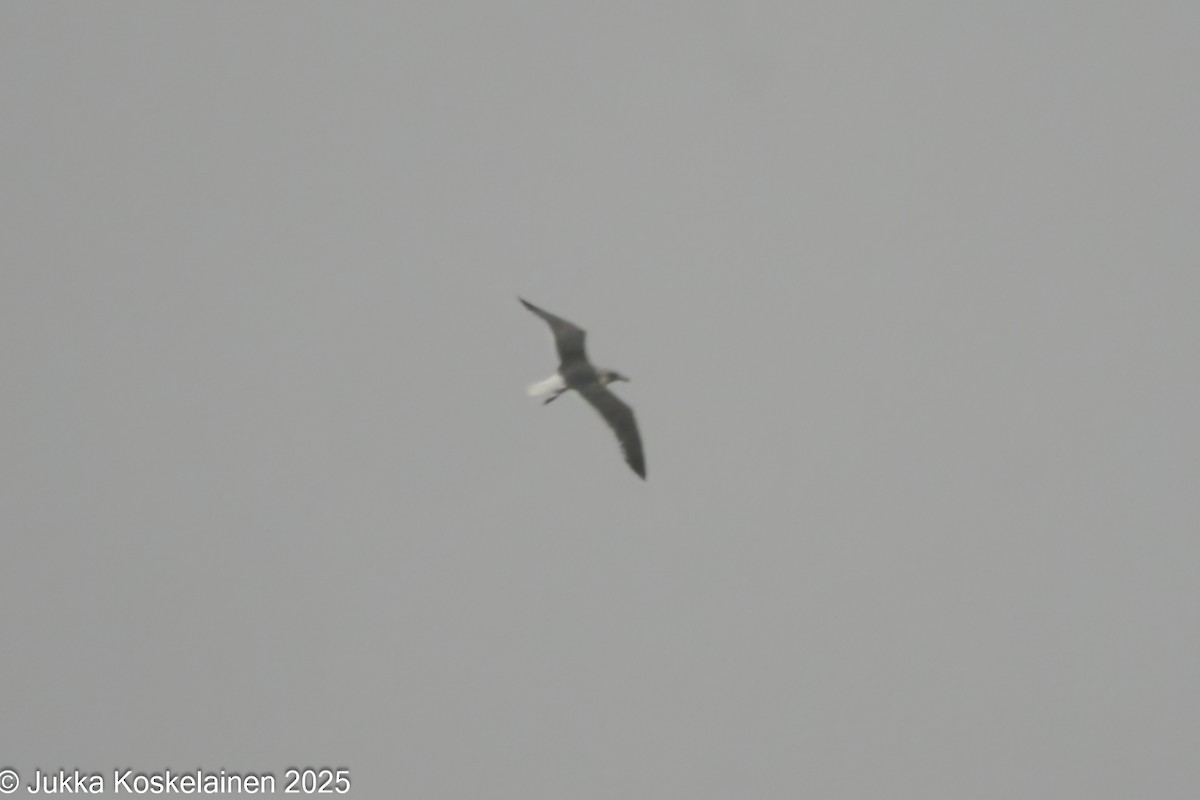 Lesser Black-backed Gull (graellsii) - ML646644235