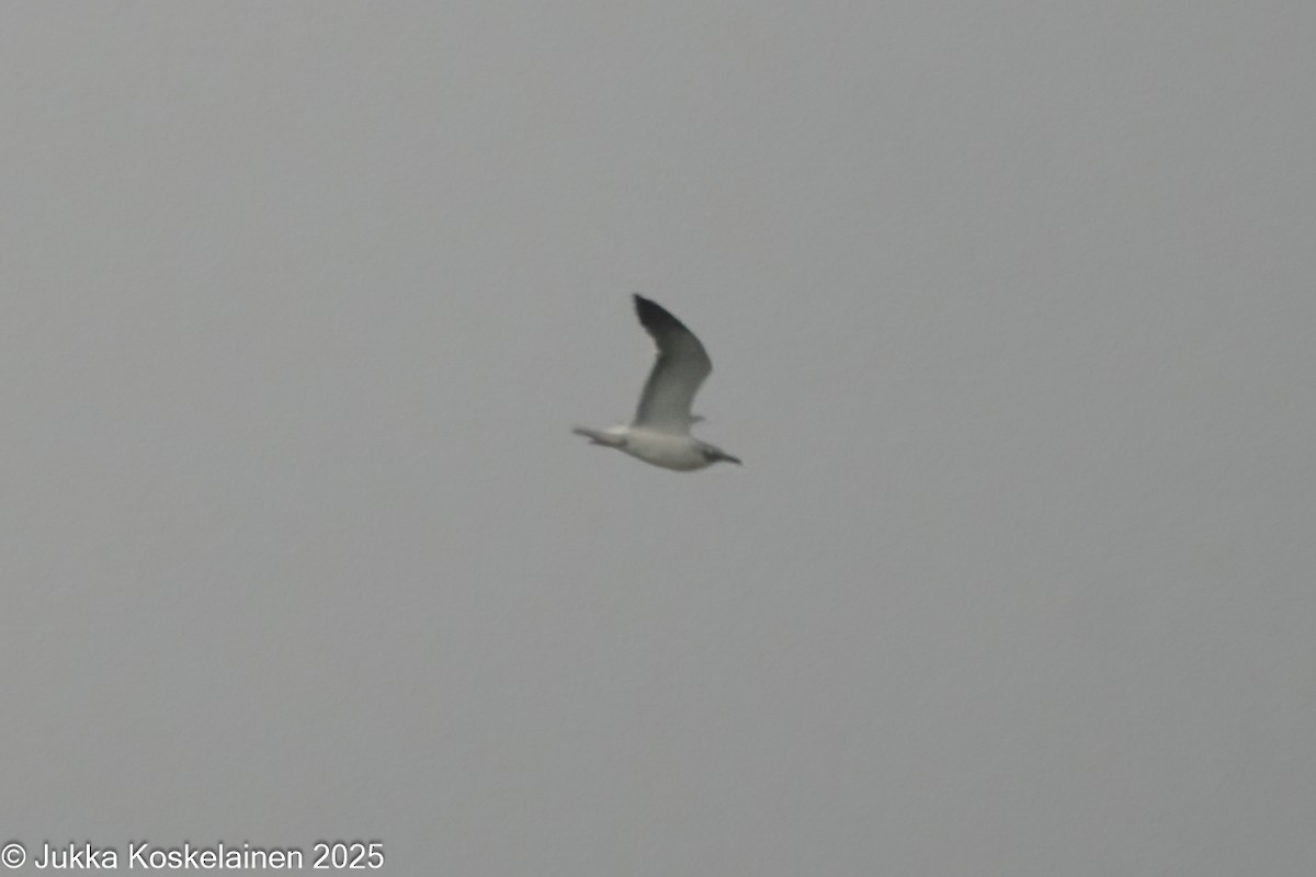 Lesser Black-backed Gull (graellsii) - ML646644236