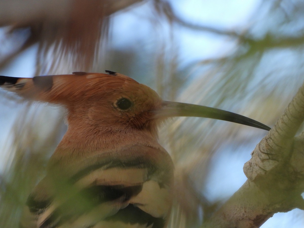 Wiedehopf - ML646644240