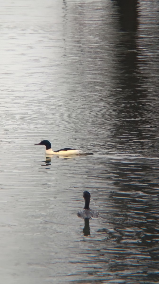 laksand - ML646644241