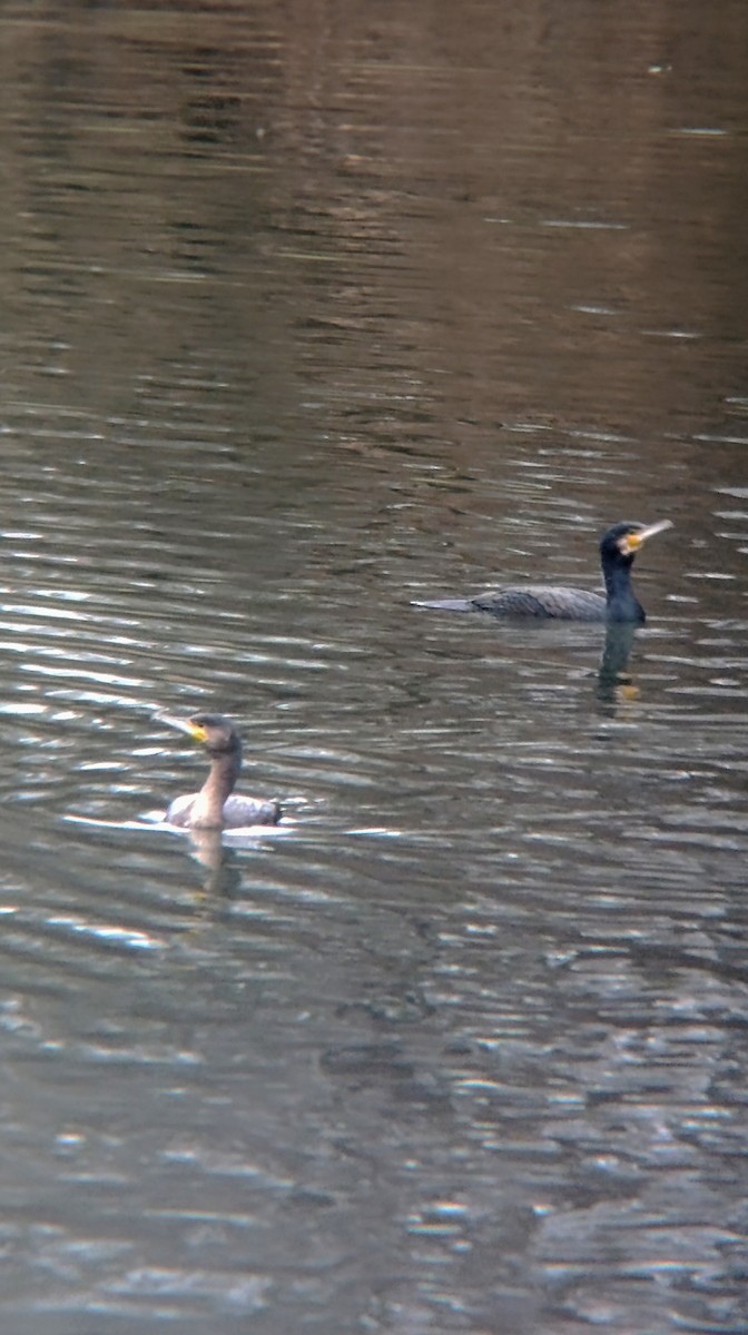 storskarv - ML646644247