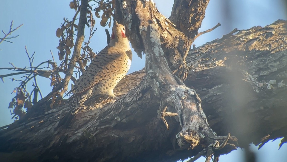 Northern Flicker (Red-shafted) - ML646644248
