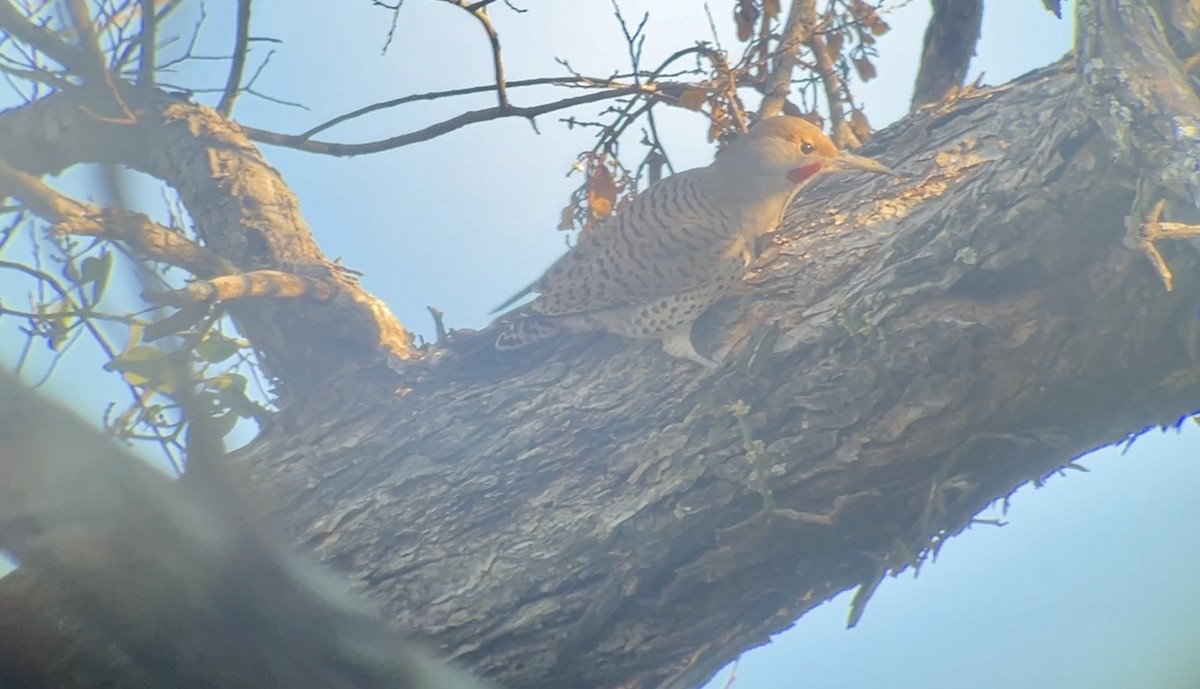 Northern Flicker (Red-shafted) - ML646644249