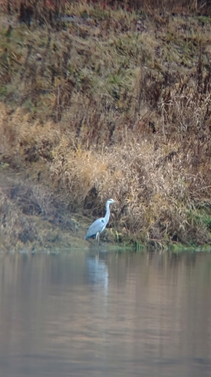 gråhegre - ML646644250