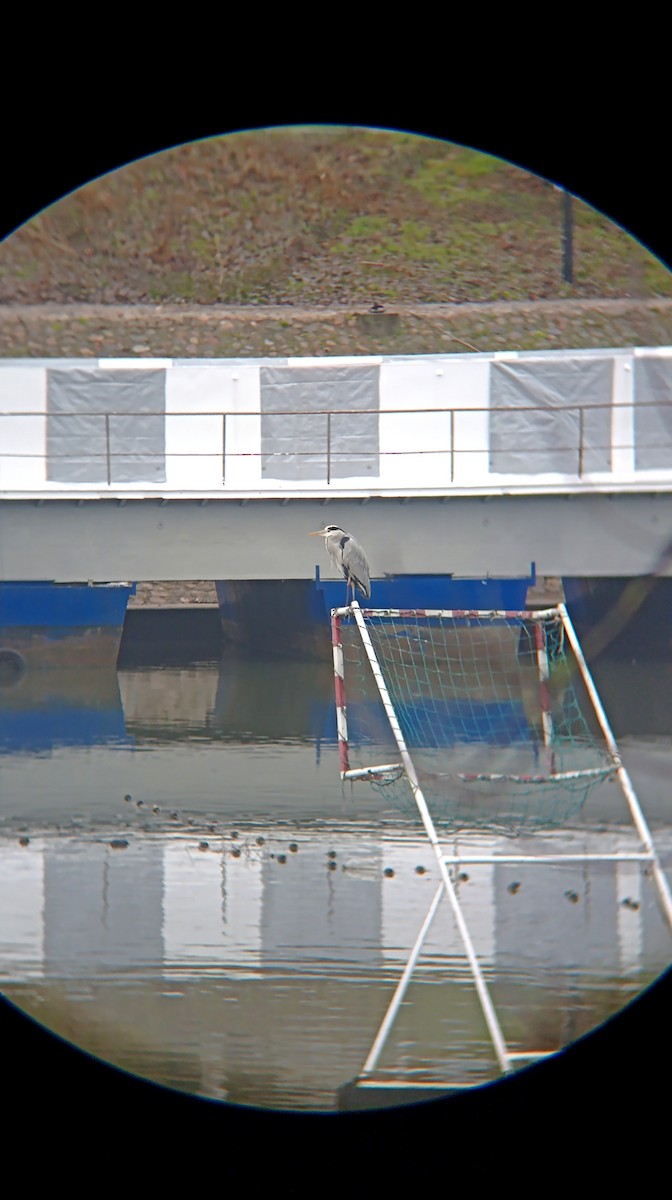 gråhegre - ML646644251