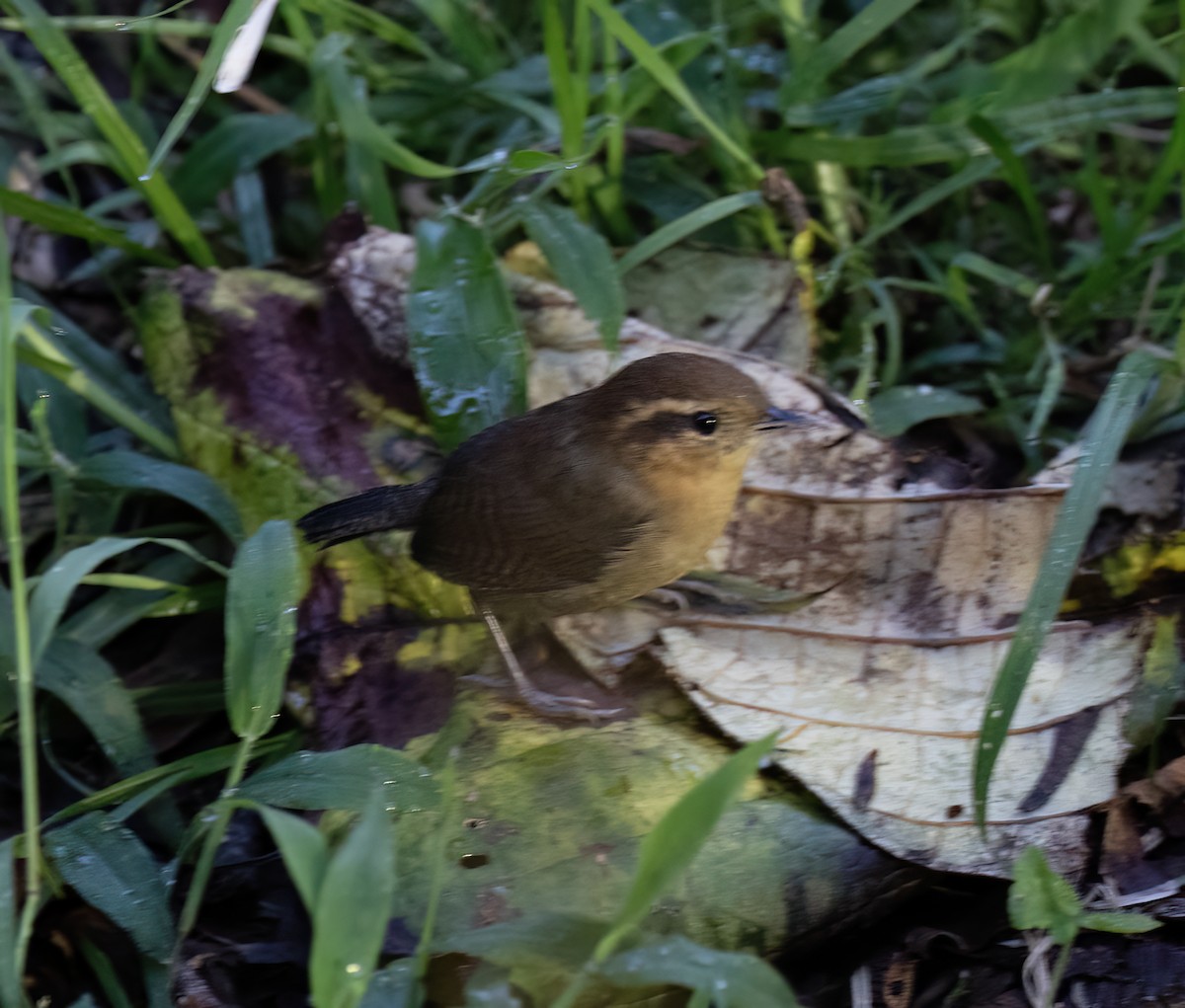 Волоочко гірське - ML646644252