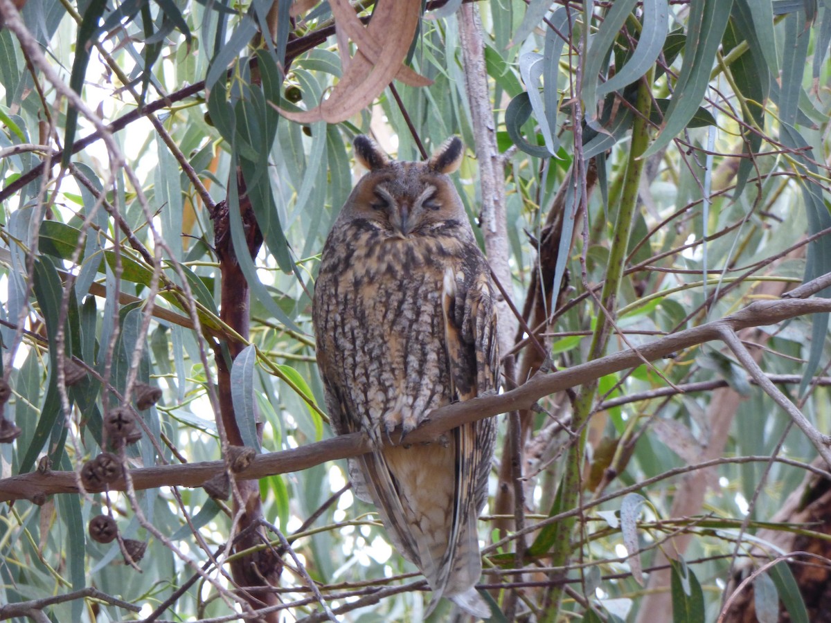 Long-eared Owl - ML646644253