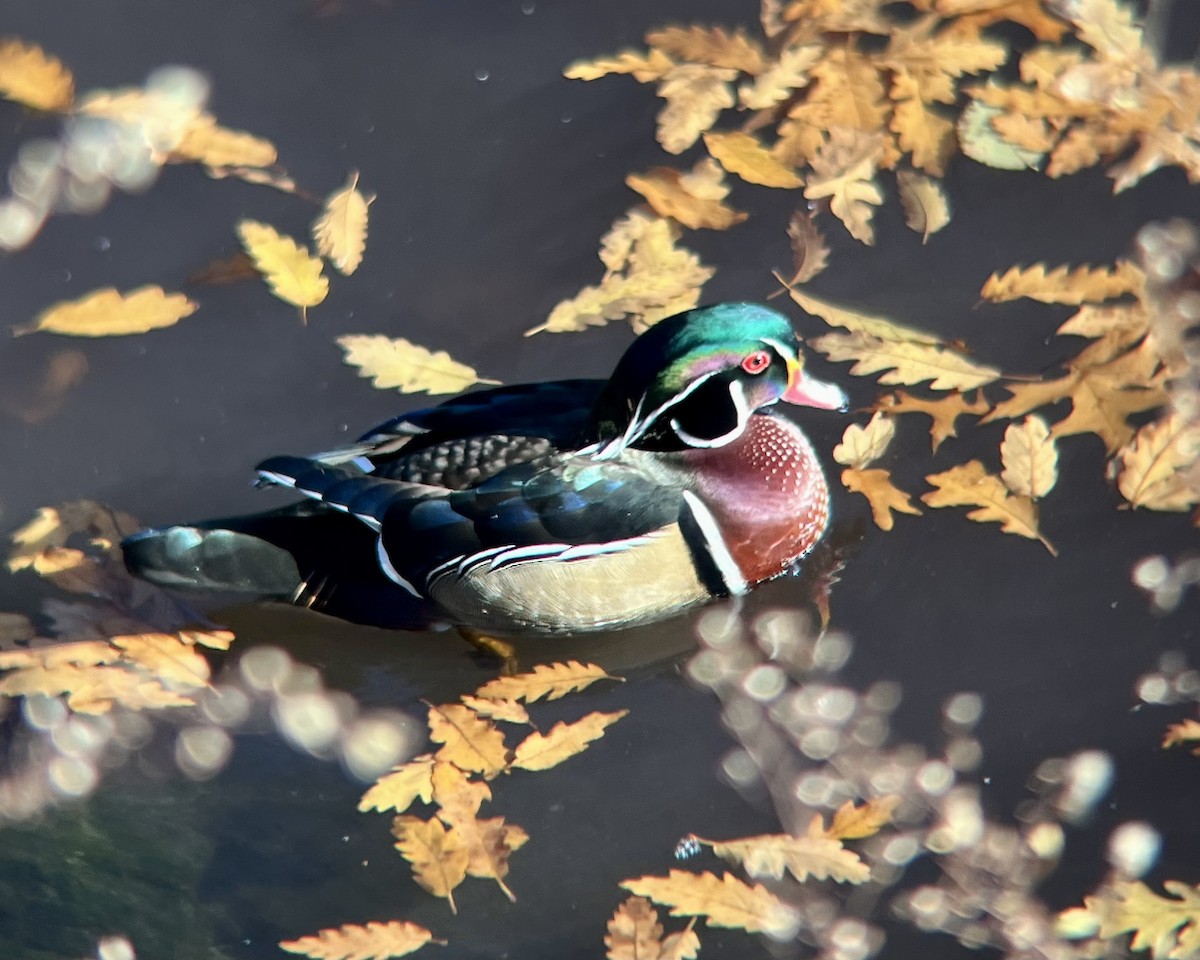 Pato Joyuyo - ML646644254