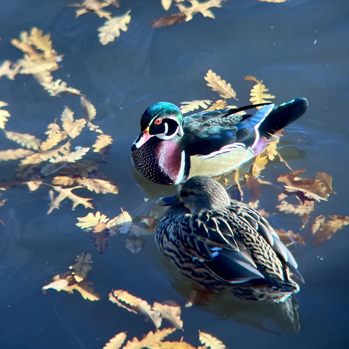 Pato Joyuyo - ML646644255