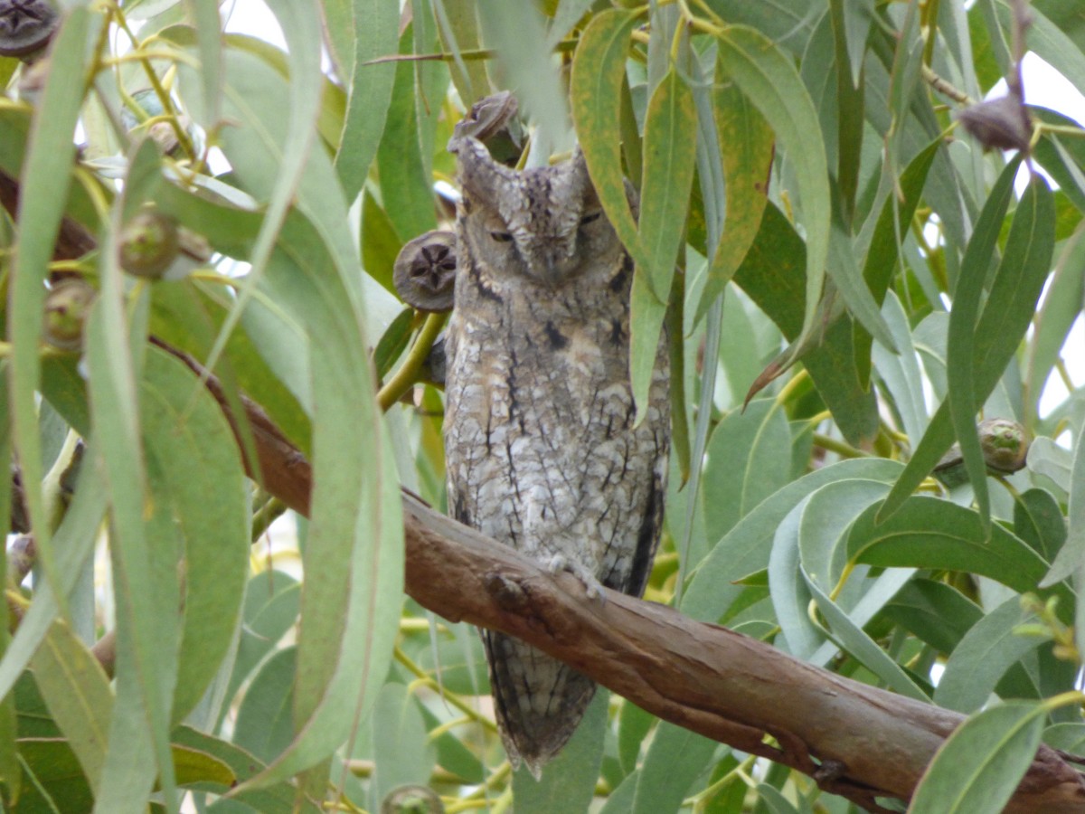 Eurasian Scops-Owl - ML646644257