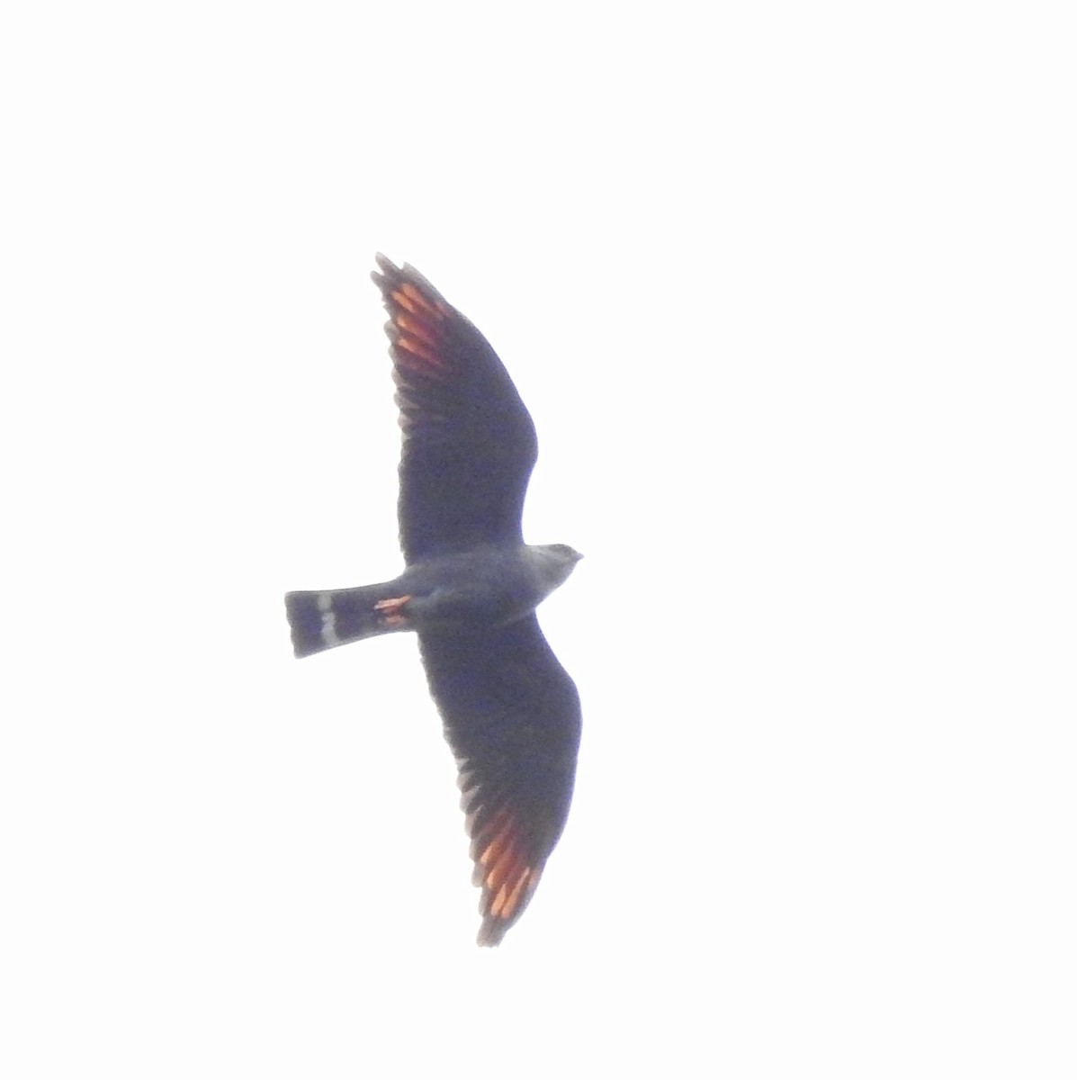 Plumbeous Kite - ML646644259