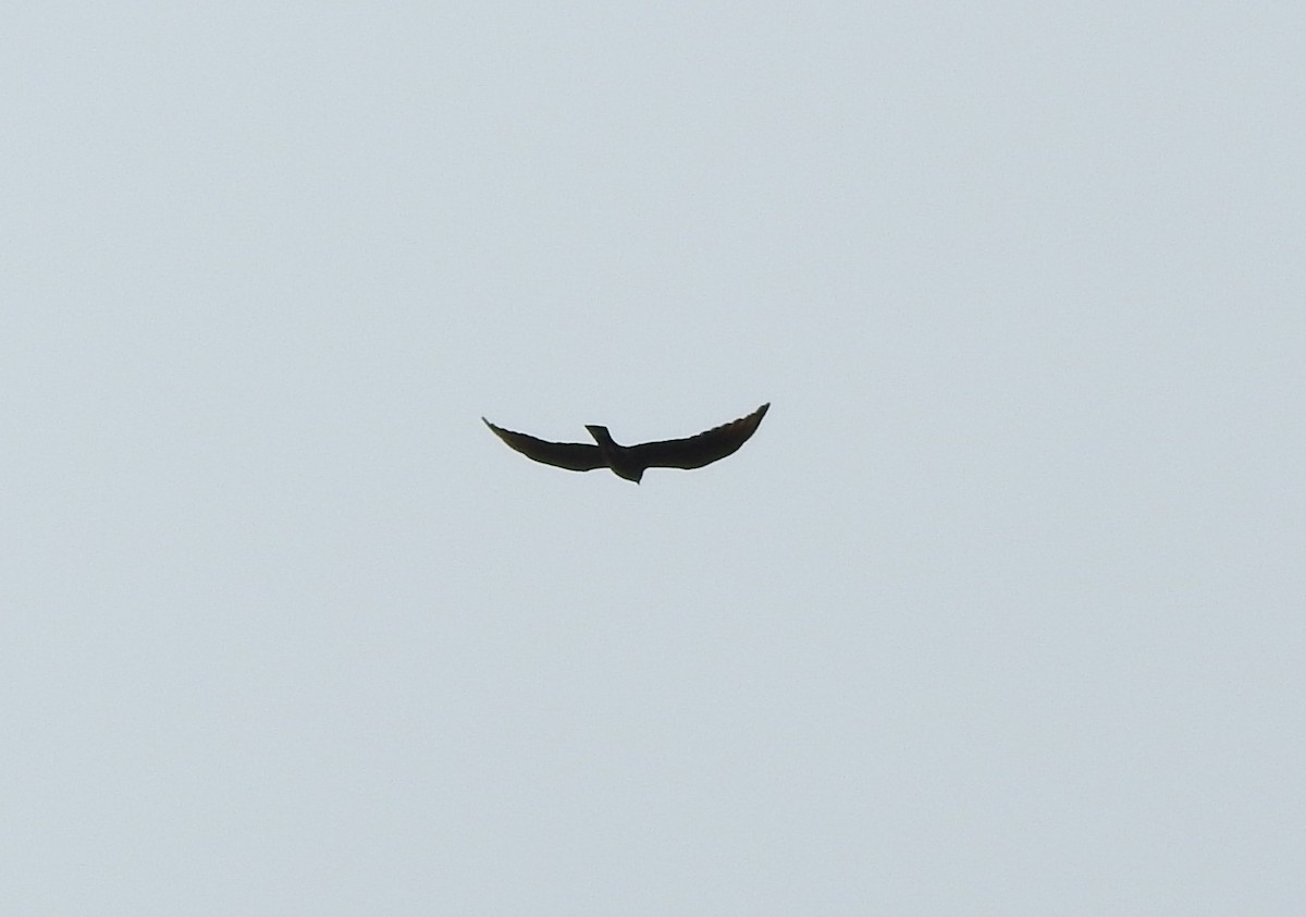 Plumbeous Kite - ML646644261
