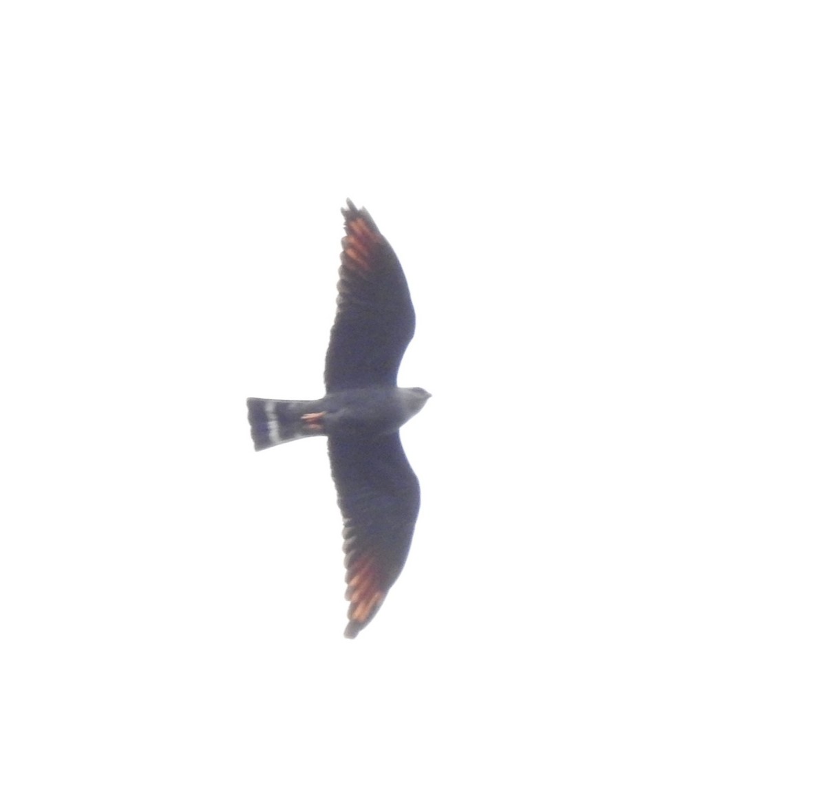 Plumbeous Kite - ML646644262