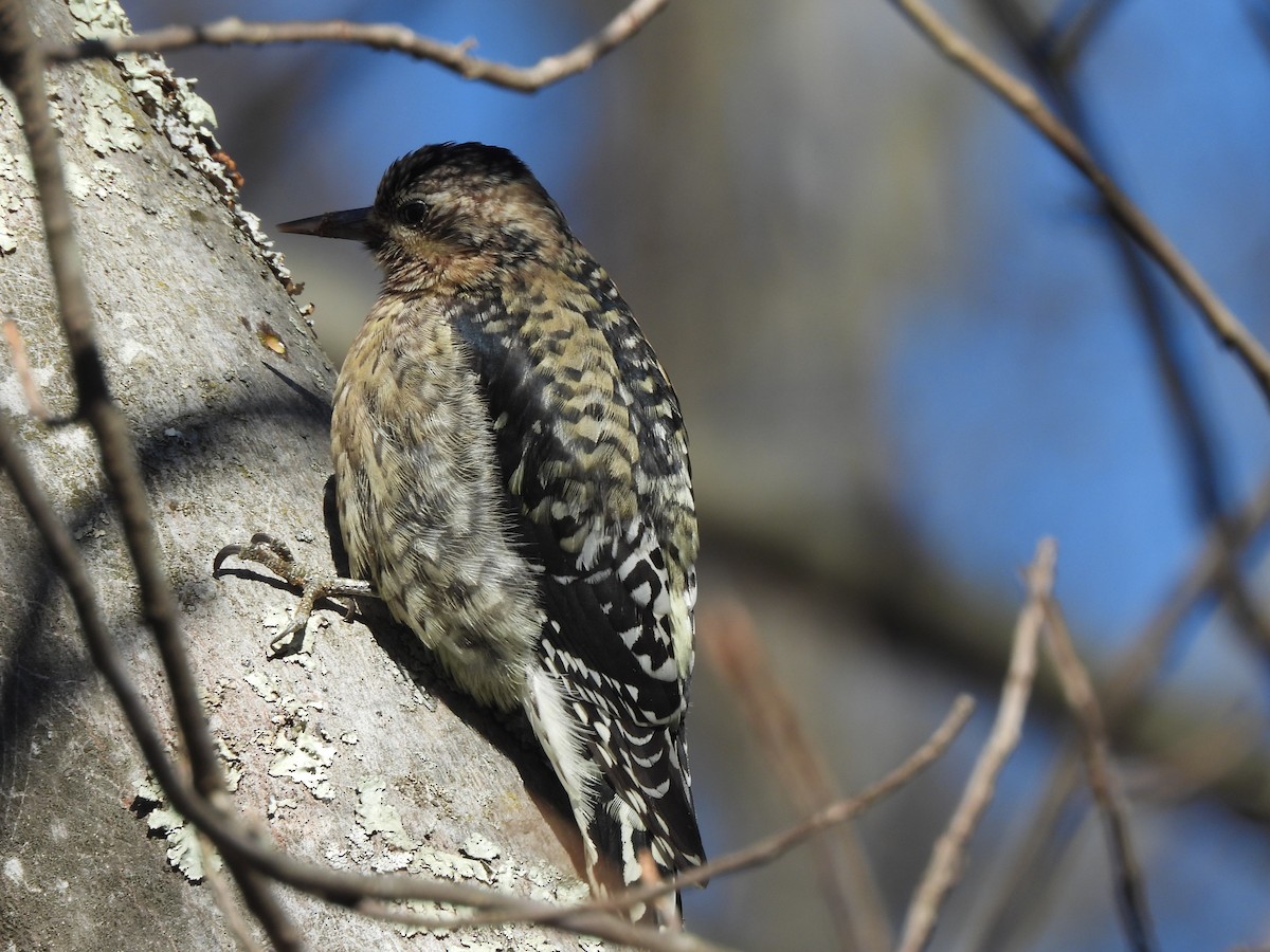 Yellow-bellied Sapsucker - ML646644264