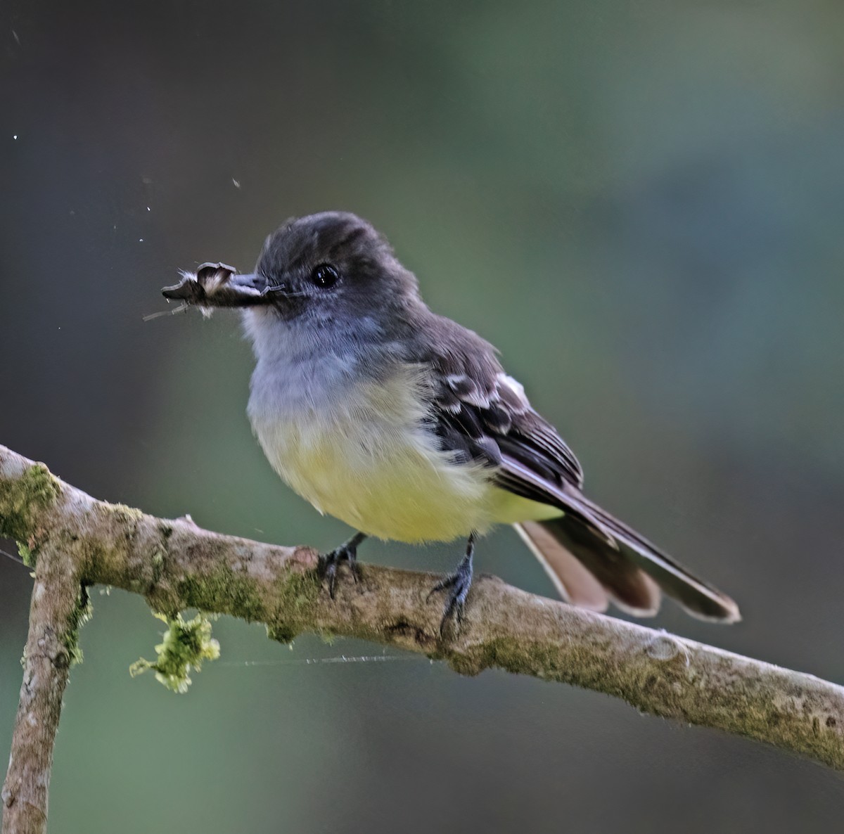 Pale-edged Flycatcher - ML646644267