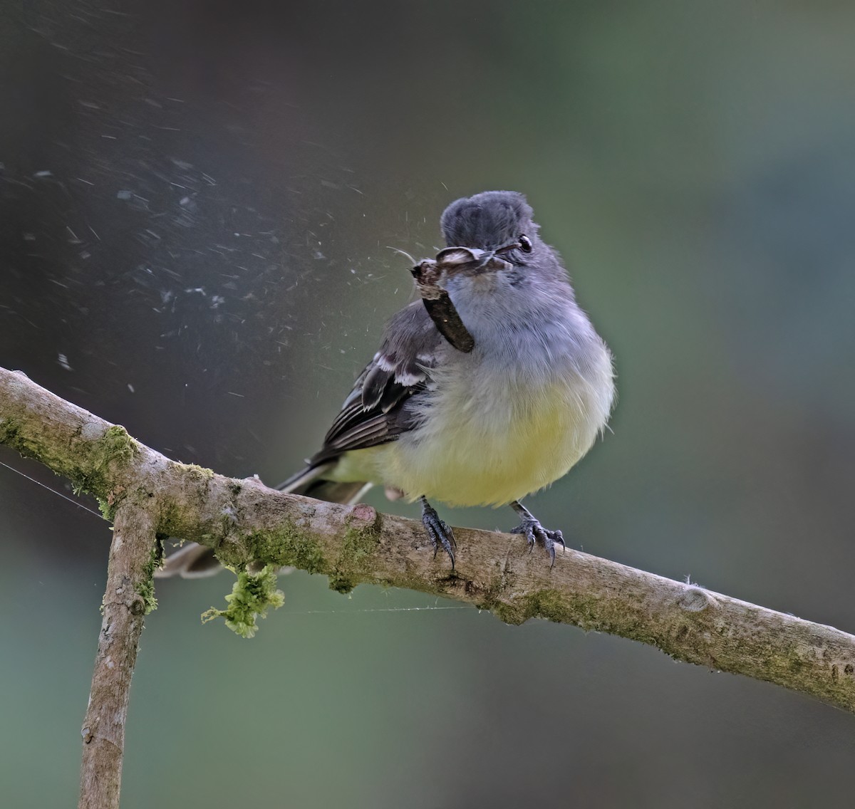Pale-edged Flycatcher - ML646644268