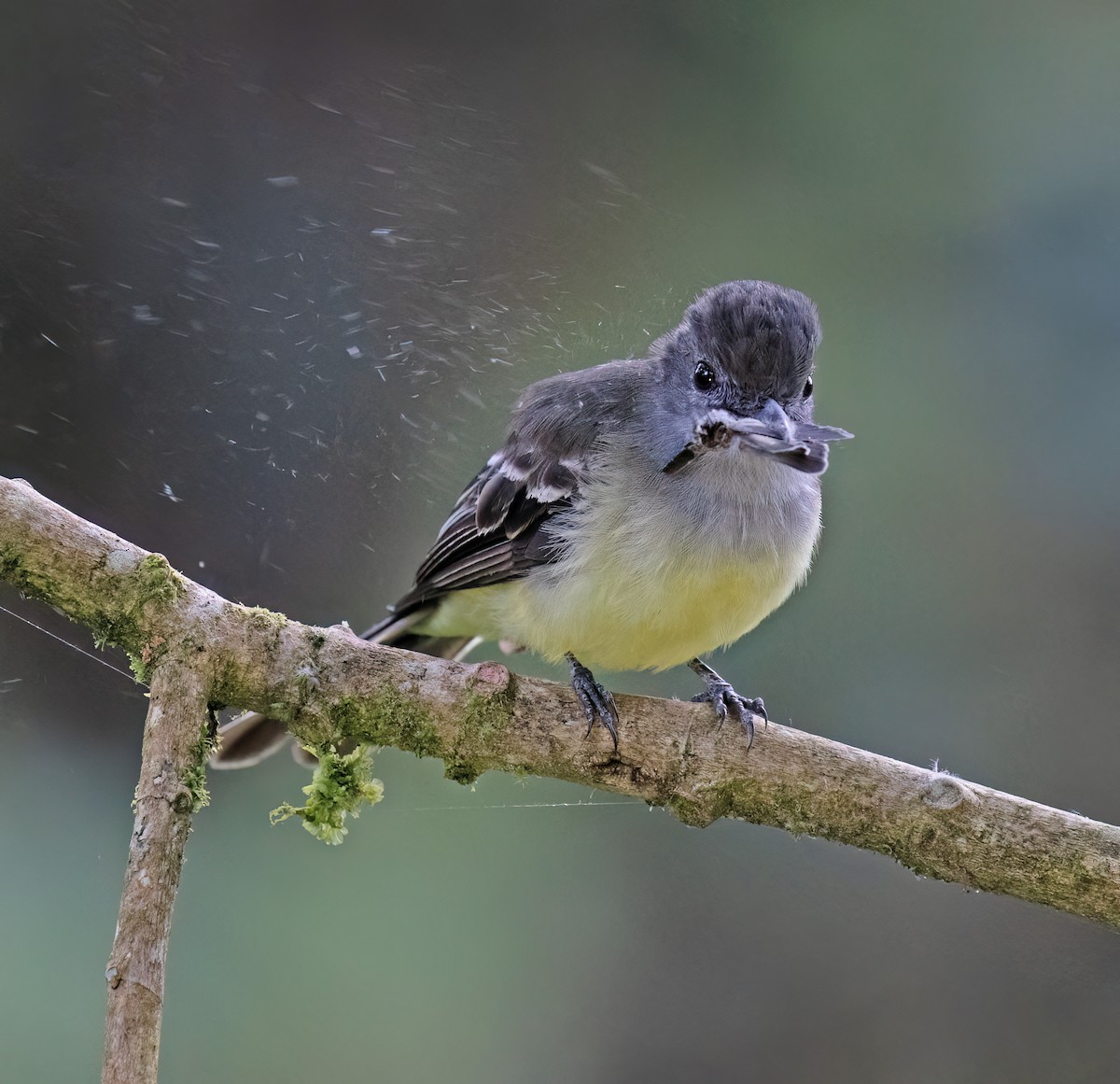 Pale-edged Flycatcher - ML646644269