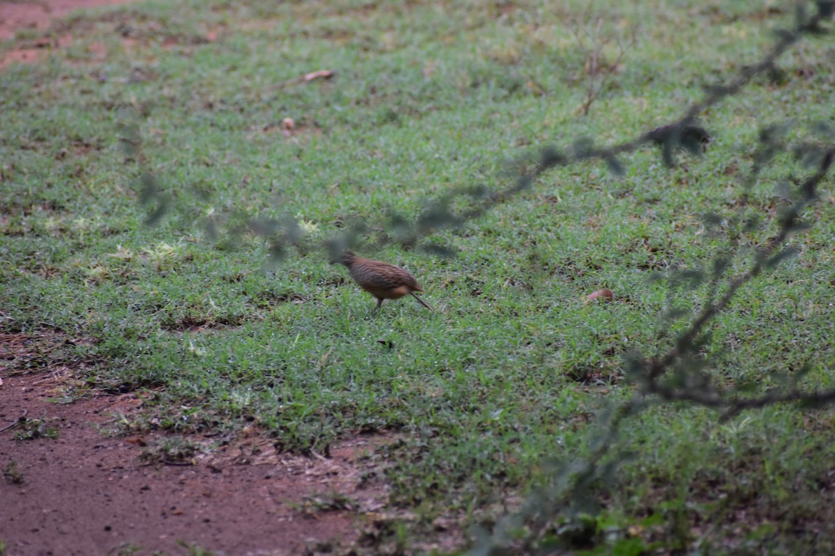 Barred Buttonquail - ML646644272
