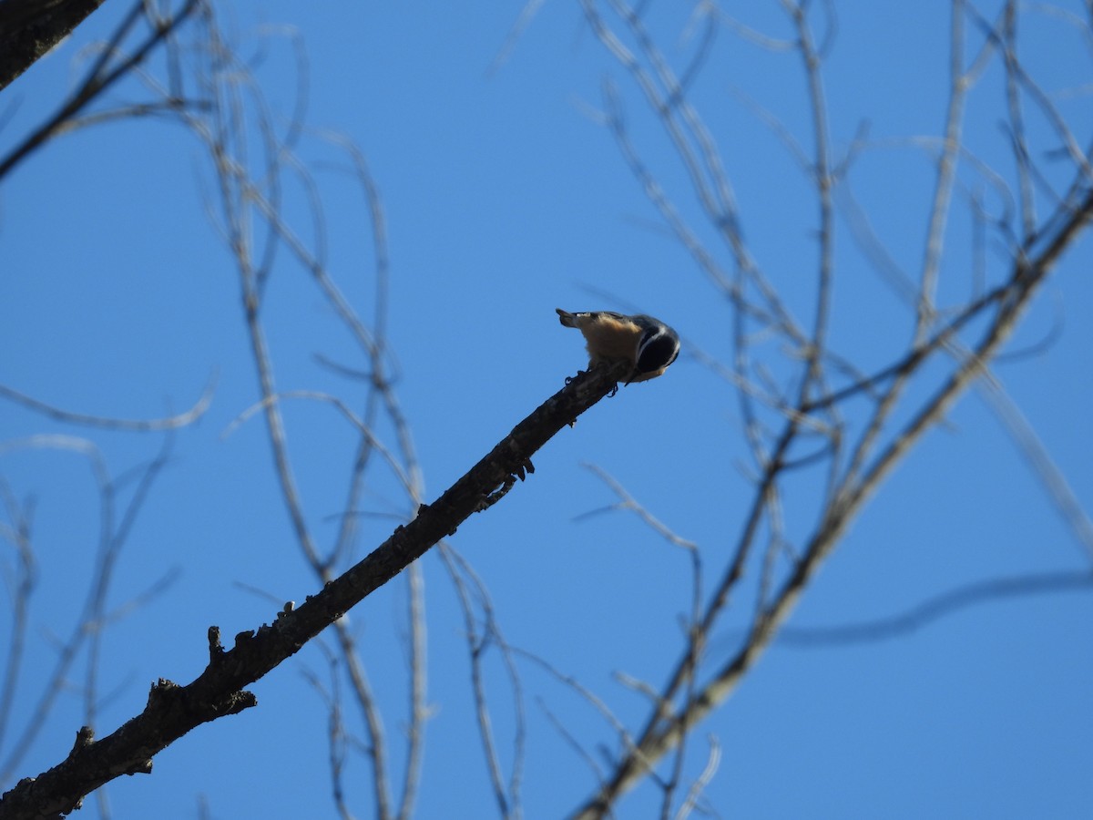 Red-breasted Nuthatch - ML646644275