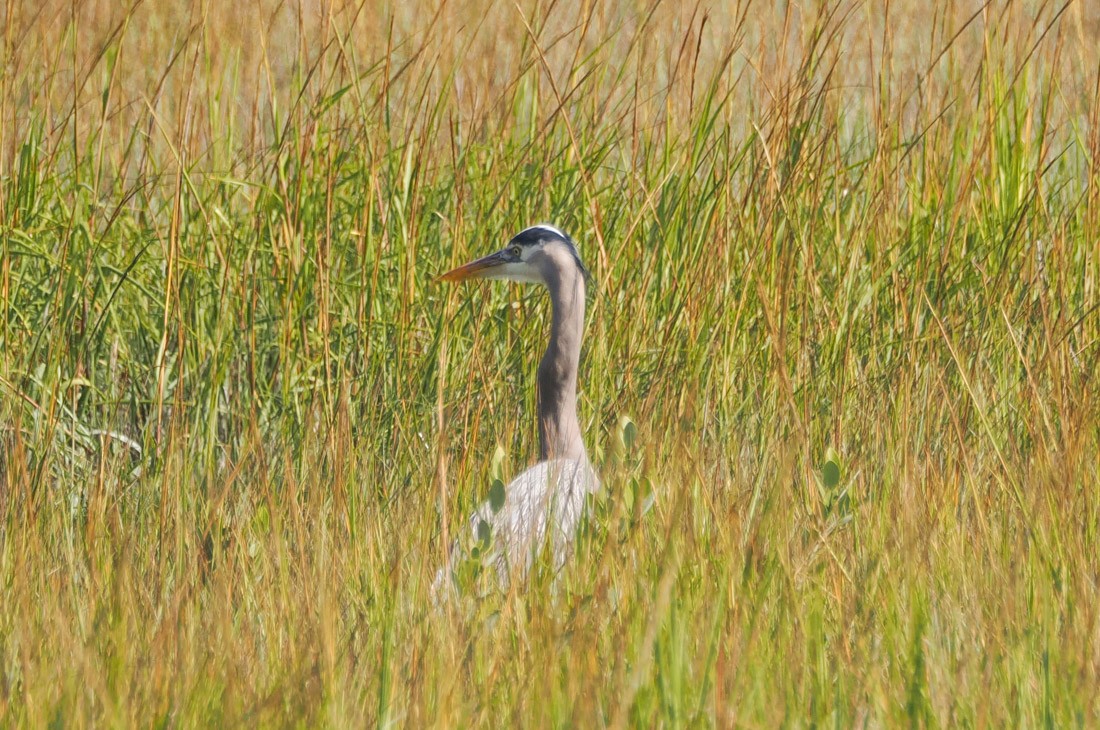 Grand Héron - ML646644276
