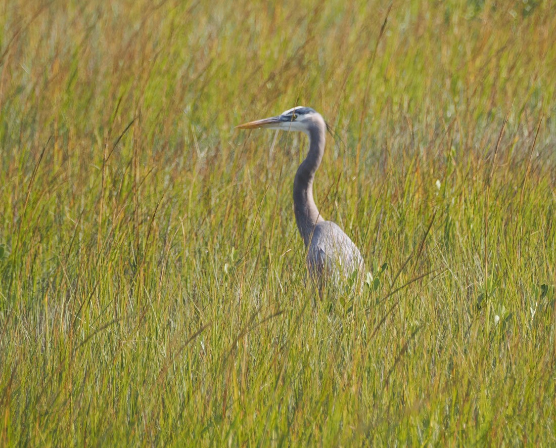 Grand Héron - ML646644277