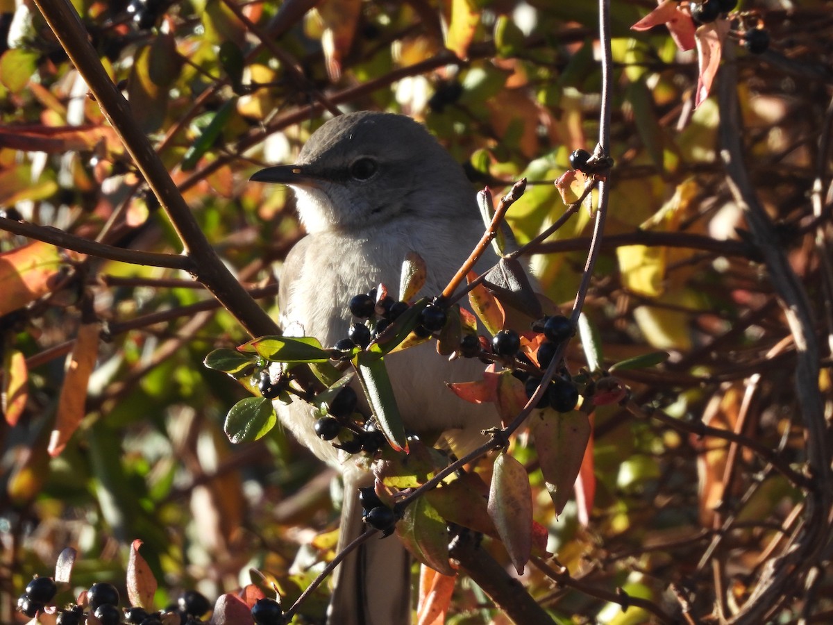 Northern Mockingbird - ML646644279