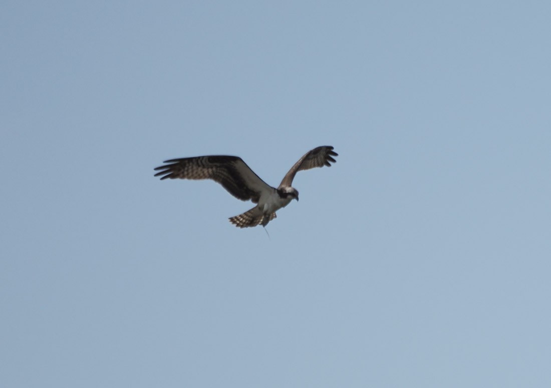 Osprey - ML646644280