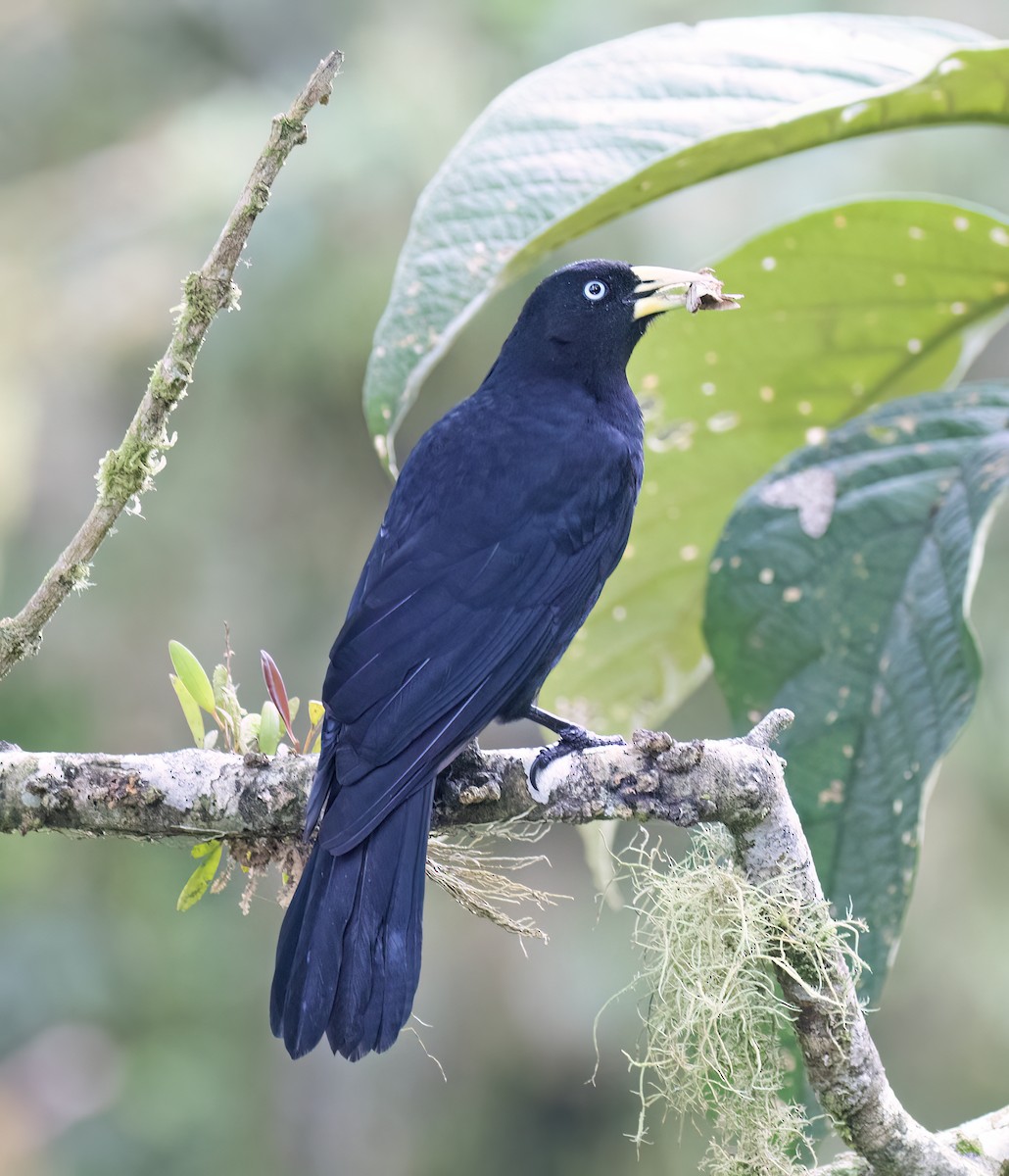 Scarlet-rumped Cacique - ML646644281