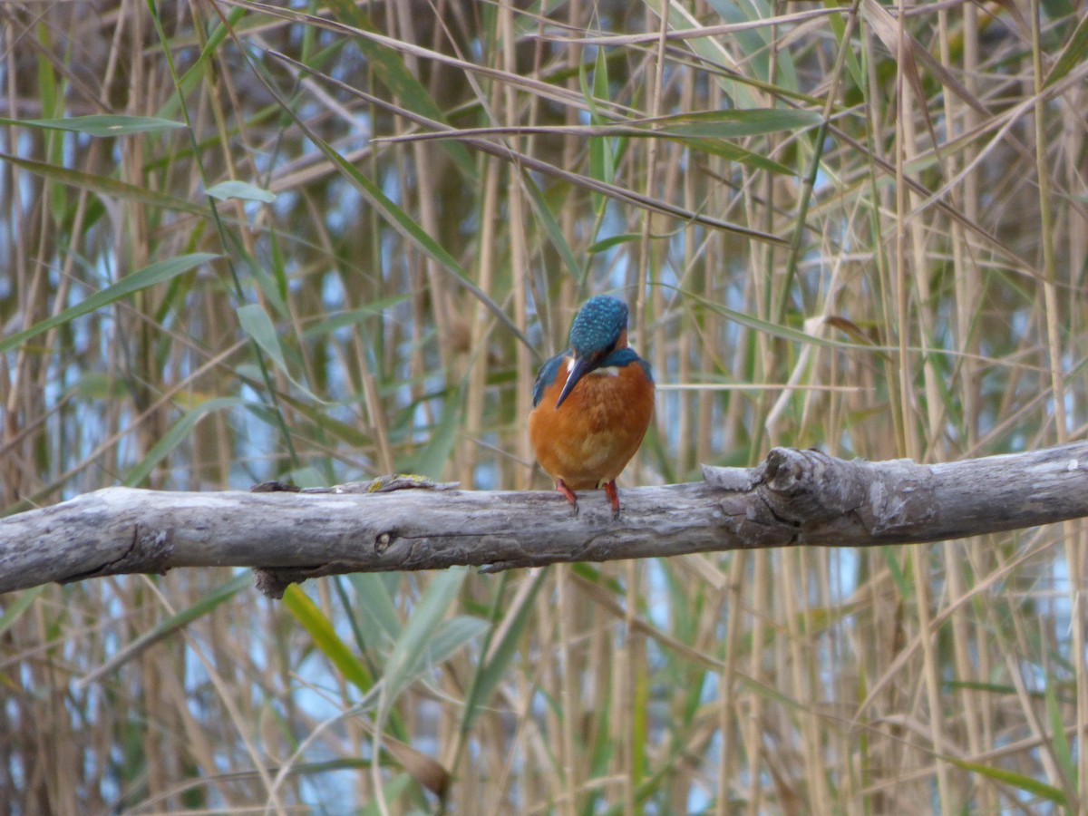 Common Kingfisher - ML646644282