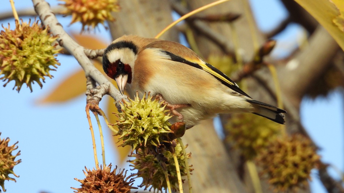 European Goldfinch - ML646644283