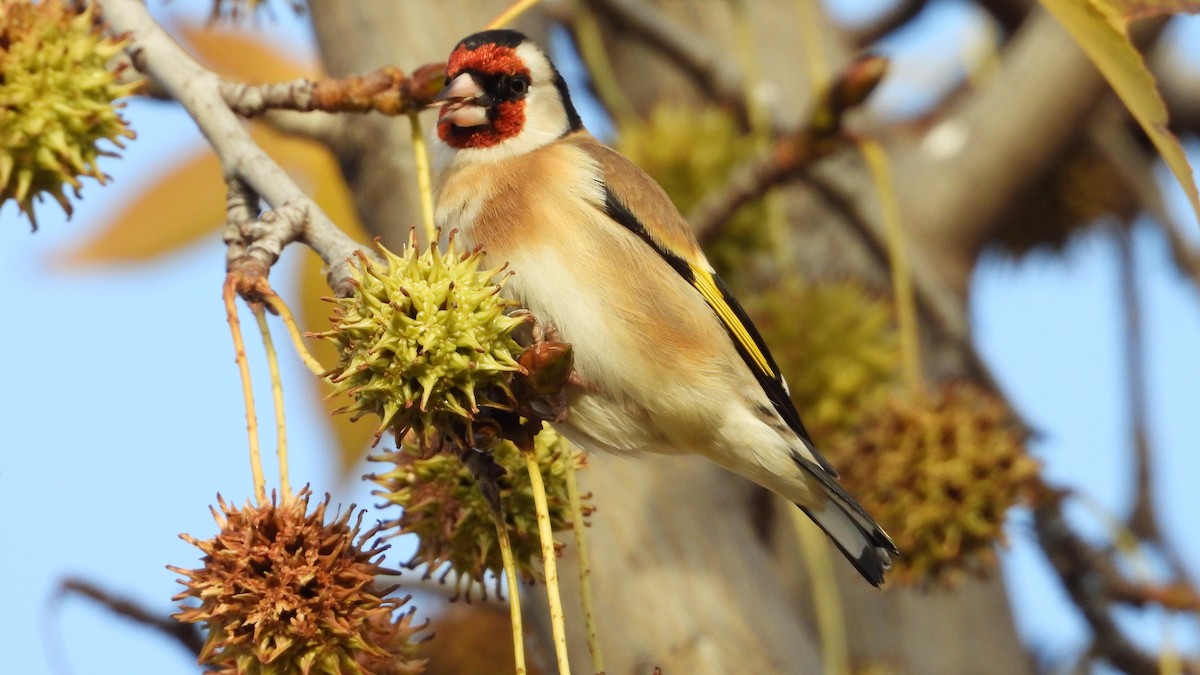 European Goldfinch - ML646644284