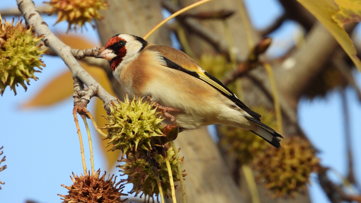 European Goldfinch - ML646644285