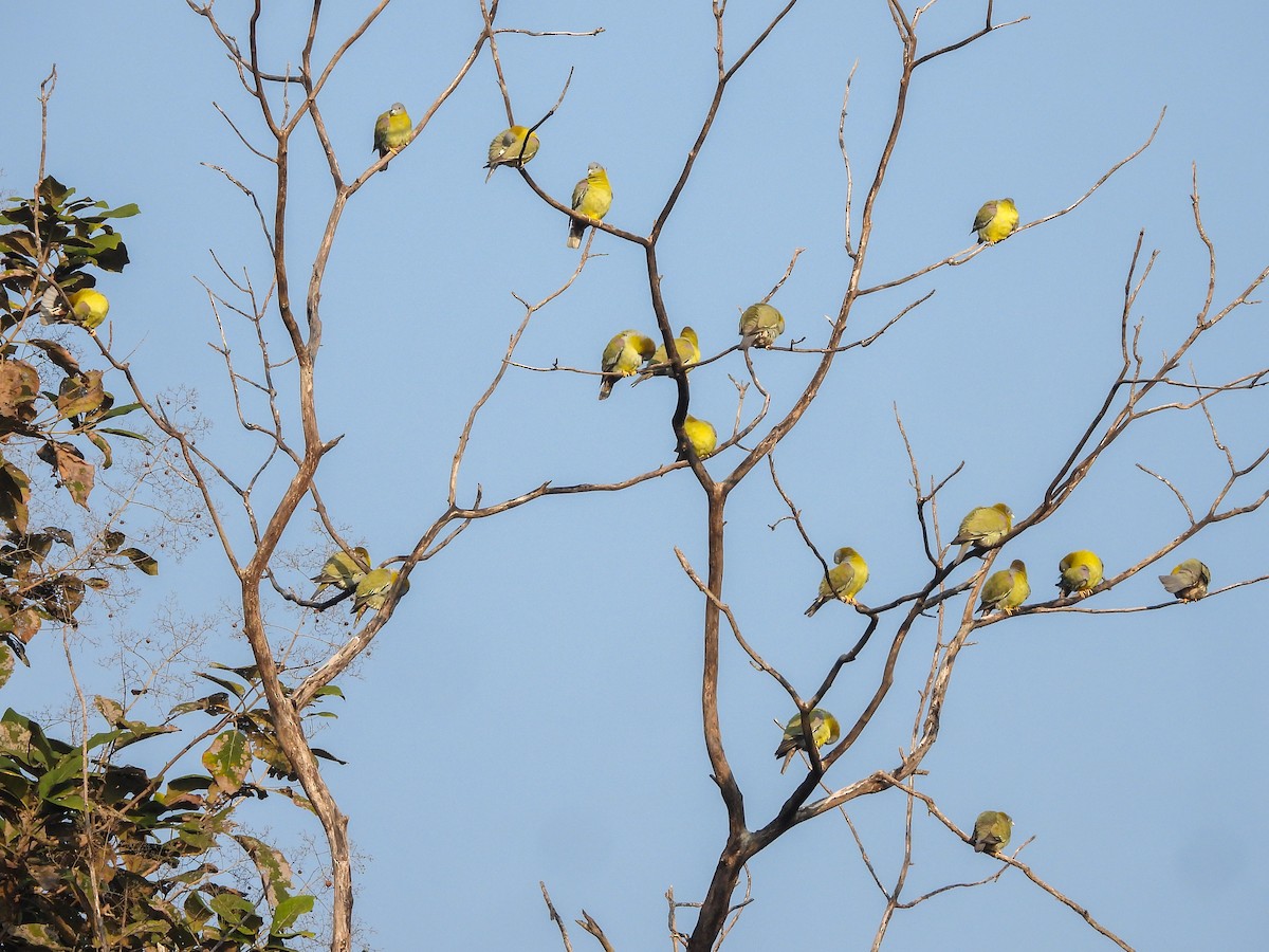 Yellow-footed Green-Pigeon - ML646644286