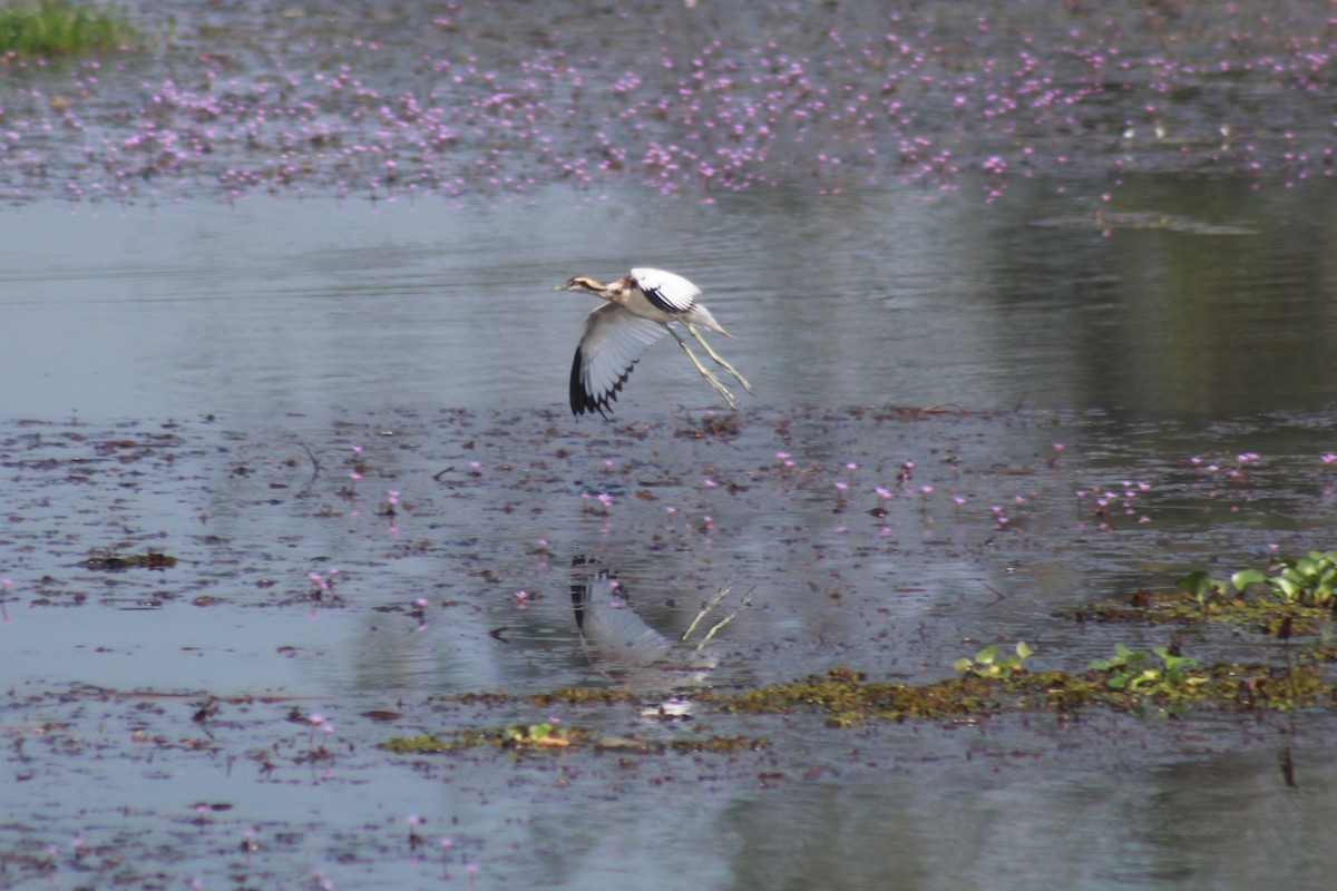 fasanbladhøne - ML646644287